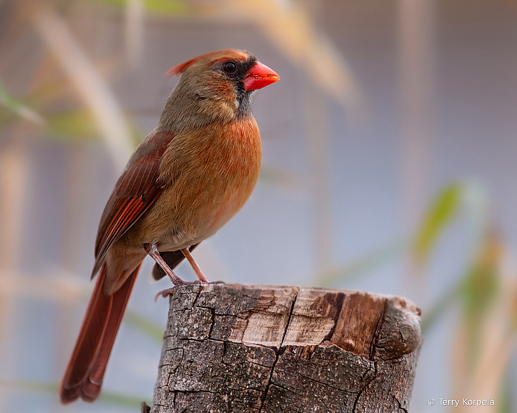 Northern Cardinal (Female) - ID: 16095080 © Terry Korpela