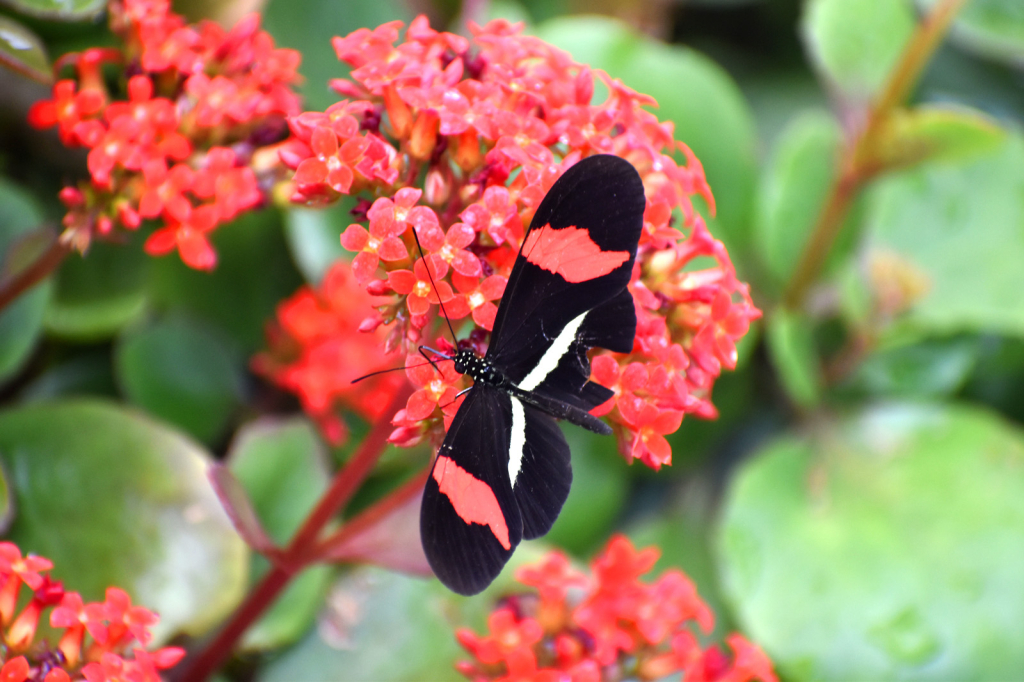 A BUTTERFLY ON MY FLOWERS