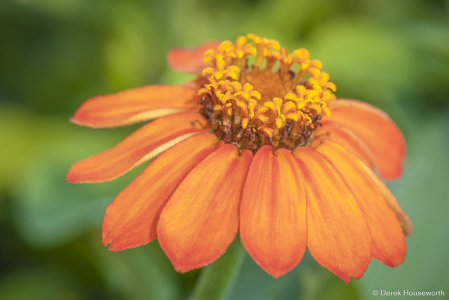 Mexican Sunflower