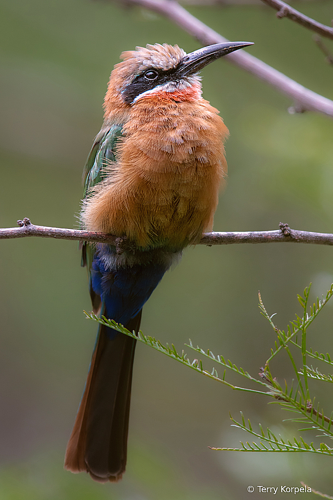 White-fronted Bee-Eater - ID: 16095155 © Terry Korpela