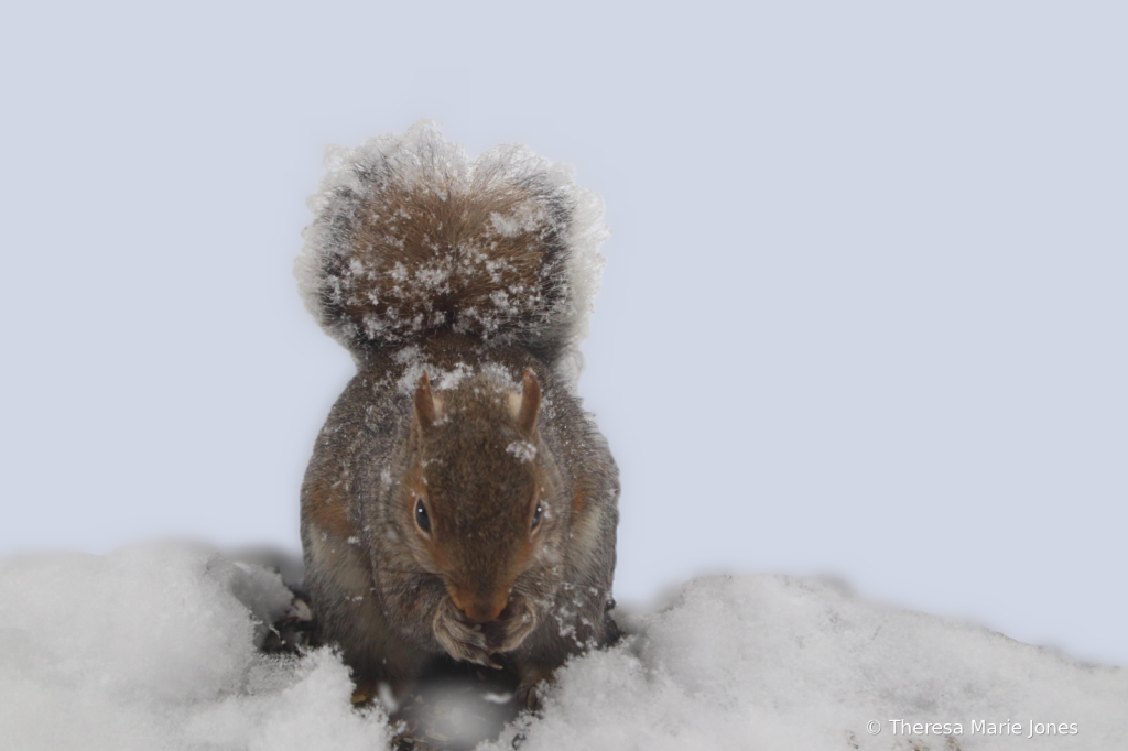 Squirrel in the Snow - ID: 16095184 © Theresa Marie Jones