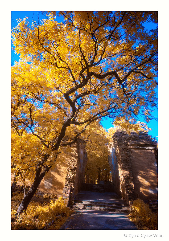 The Tree in IR