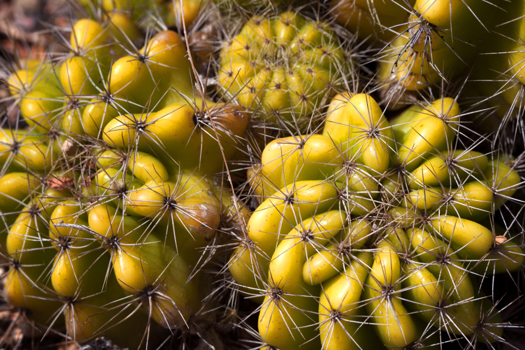 Spines in Yellow