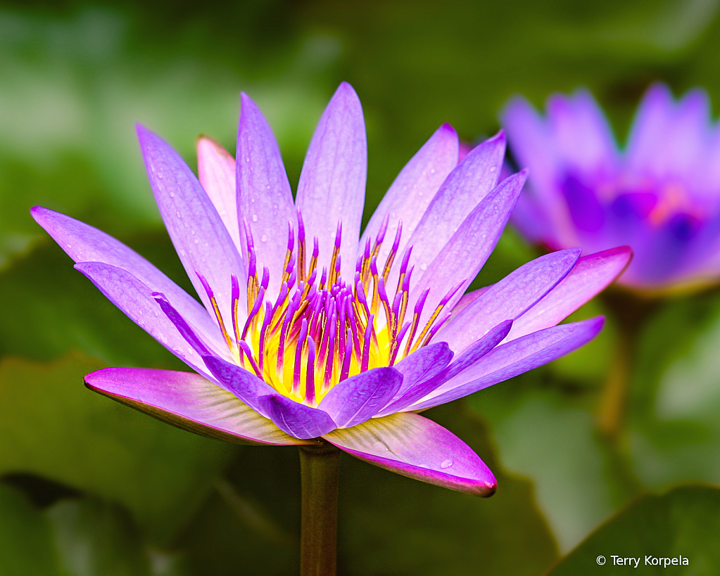 Blue Lotus - ID: 16095227 © Terry Korpela
