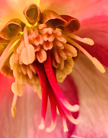 Inside the flower 