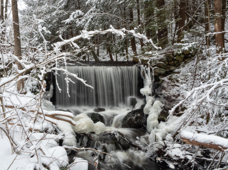 Winter Flowings