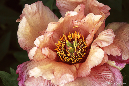 Painted Peony