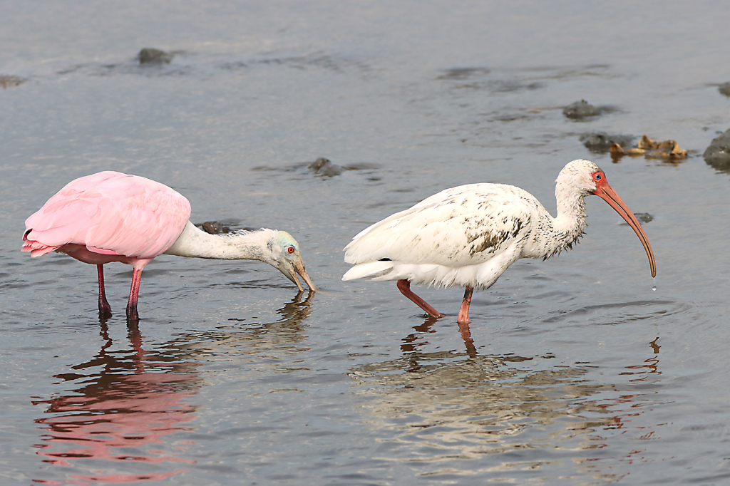 Spoonbill & Ibis