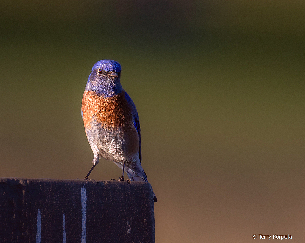 Western Bluebird - ID: 16095298 © Terry Korpela