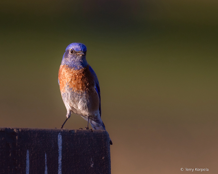 Western Bluebird