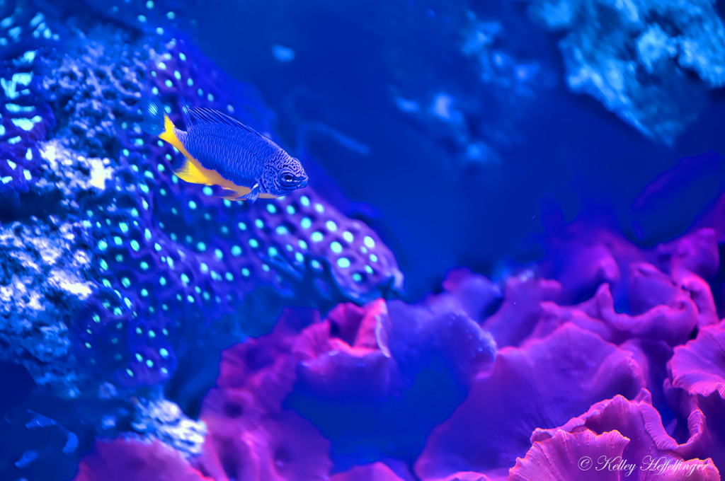 Deep Blue Sea - ID: 16095301 © Kelley J. Heffelfinger