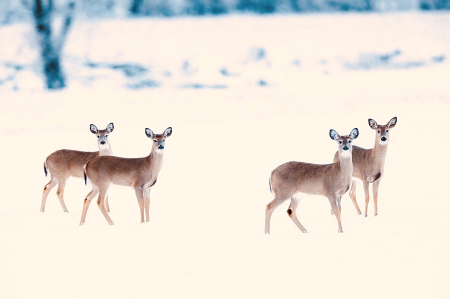 "Doe in Snow"