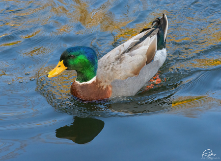 Mallard Drake in Golden Light