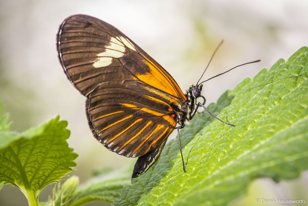 Small Postman Butterfly