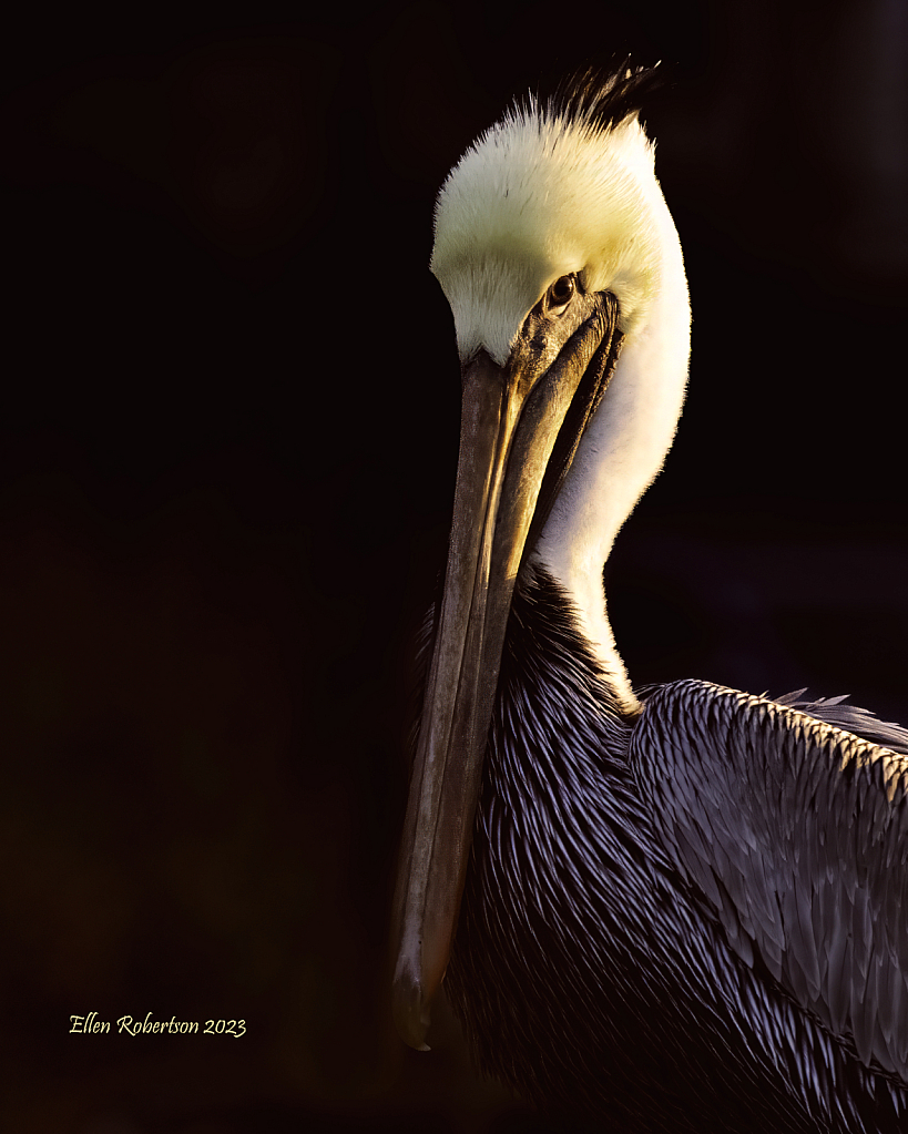 Peli portrait