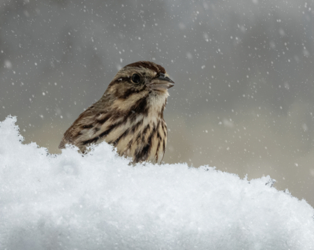 Song Sparrow In Winter
