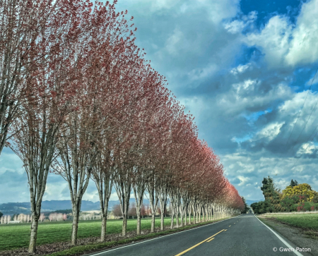 Trees in a Row