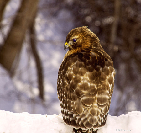 Red Tailed Hawk