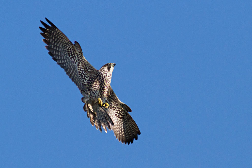 Juvenile Peregine Falcon - ID: 16095419 © Jacqueline A. Tilles