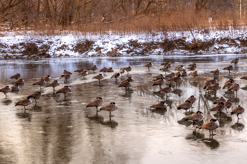 Full of Geese