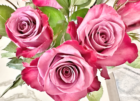 Valentine roses