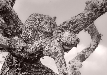Little Leopard in the Tree