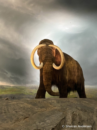 Wooley the Mammoth