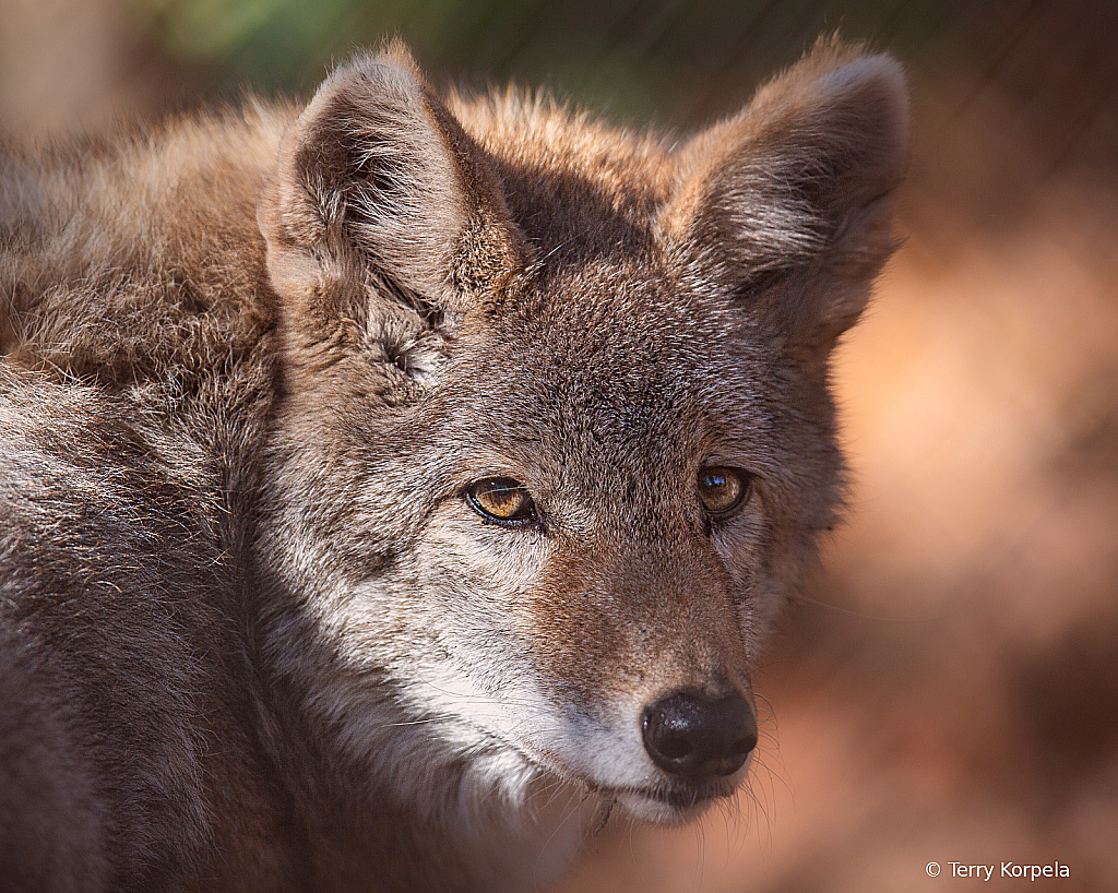 Coyote - ID: 16095519 © Terry Korpela