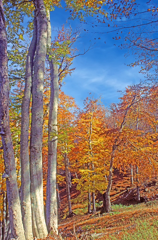 Beech Tree Forest.