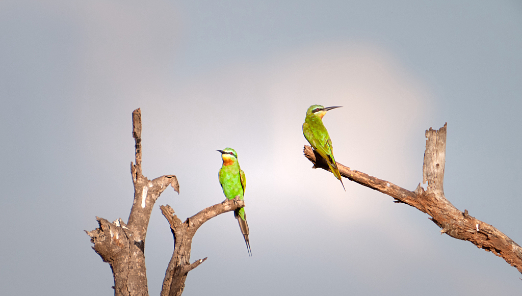 Two Bee Eaters