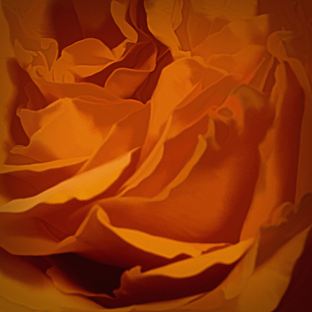 Burnt Orange Rose