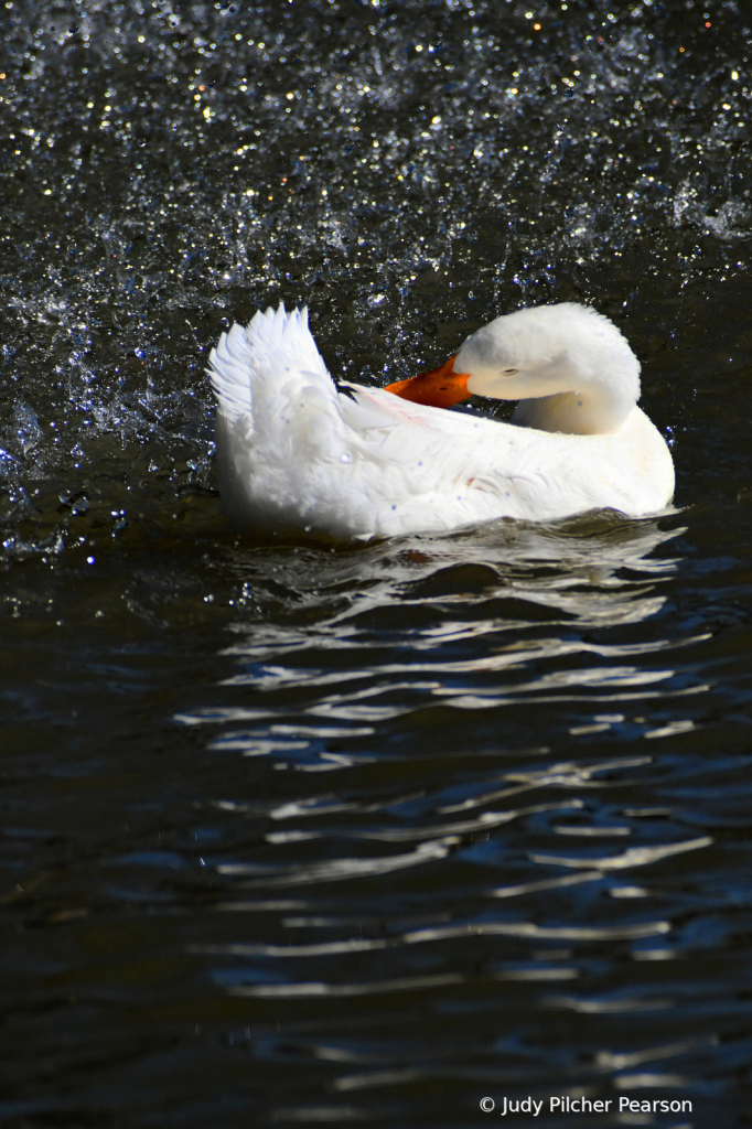 'come on in---the water is fine!'