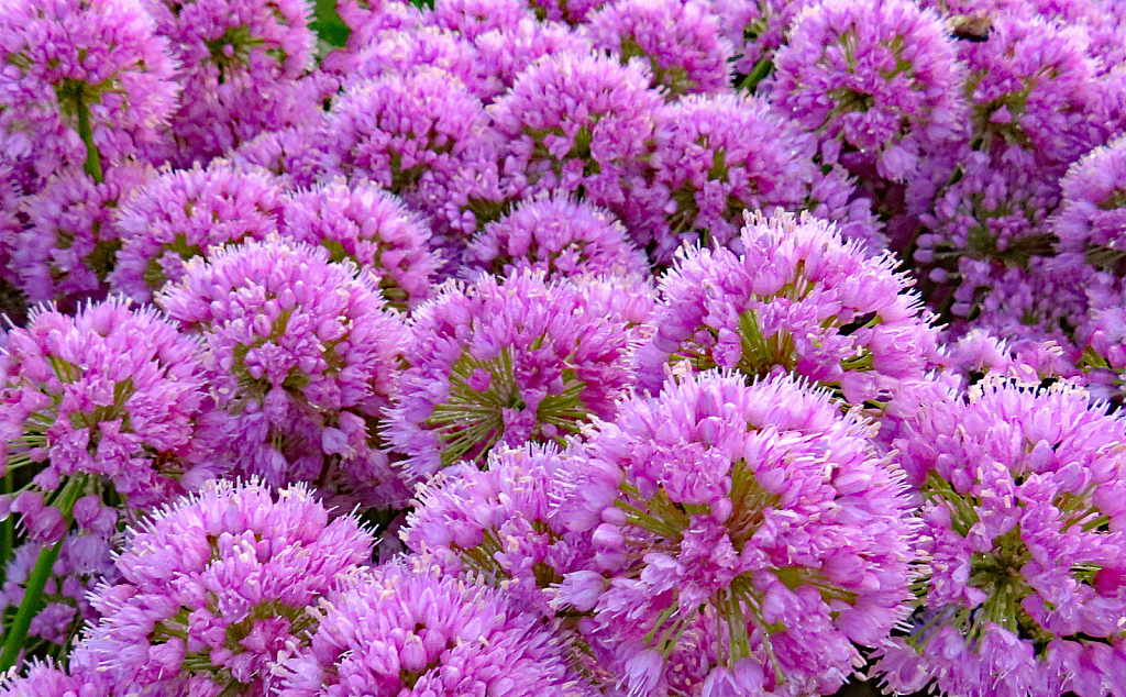 Lots Of Allium