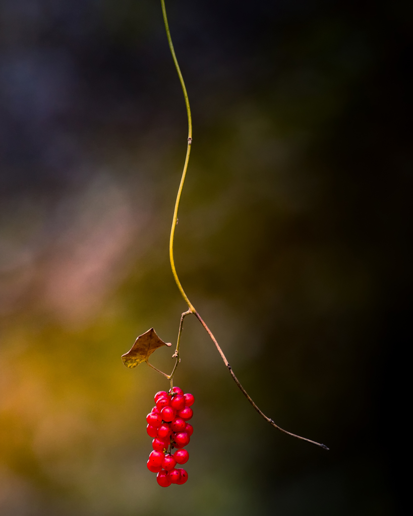 Berry...licious