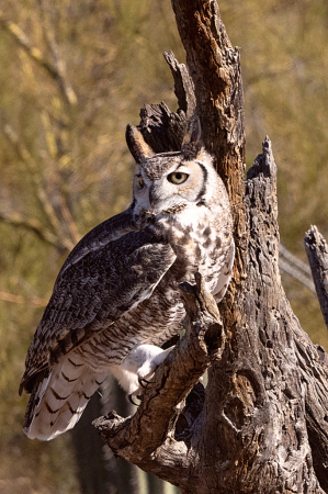 Great Horned Owl in Tucson