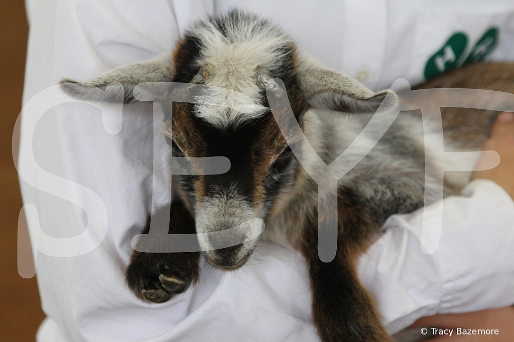 goat9685 - ID: 16096189 © Tracy Bazemore