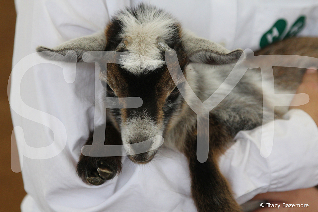 goat9686 - ID: 16096190 © Tracy Bazemore