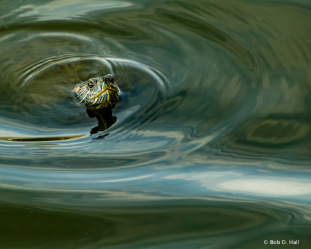 Turtle Swirl