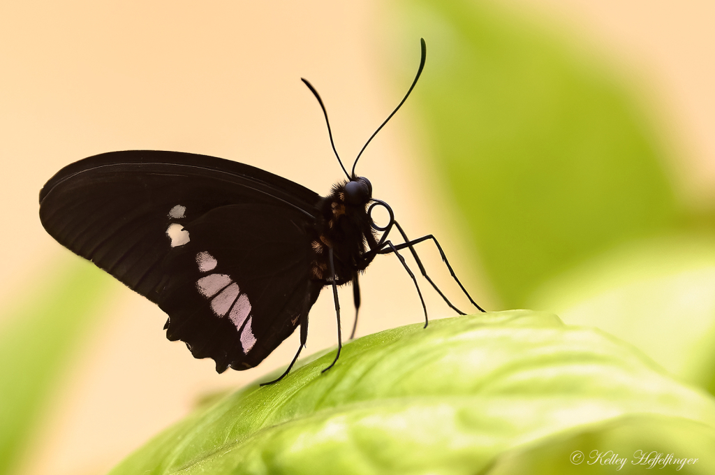 Black Beauty - ID: 16096657 © Kelley J. Heffelfinger