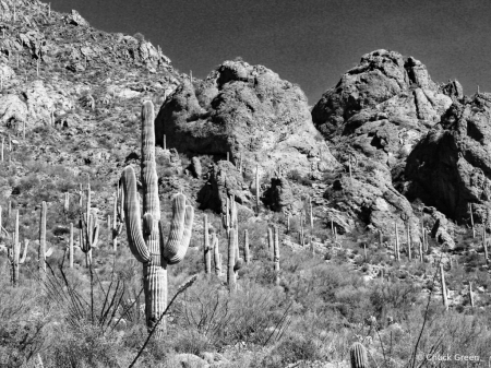 Saguaro Natl PK West
