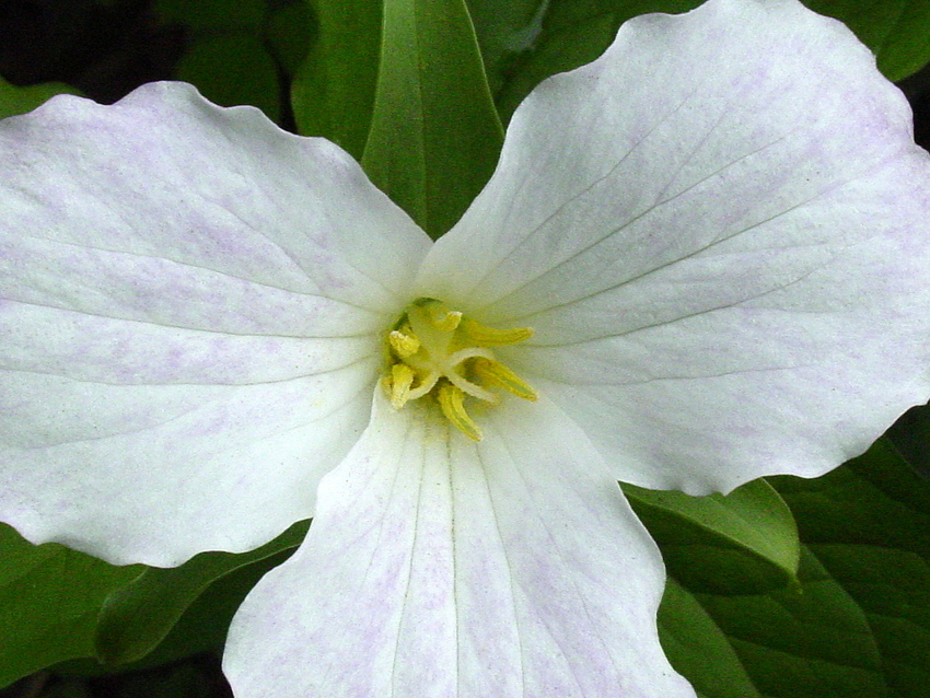 The Beautiful Flower Ontario Calls Their Own