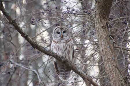 Barred Owl