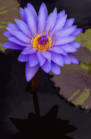Blue Waterlily
