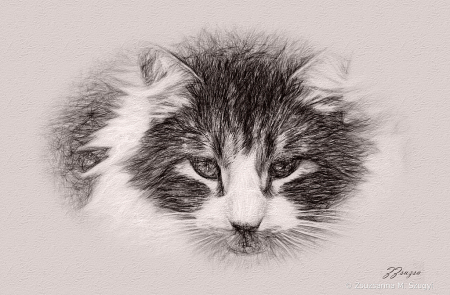 Sketch of a cat