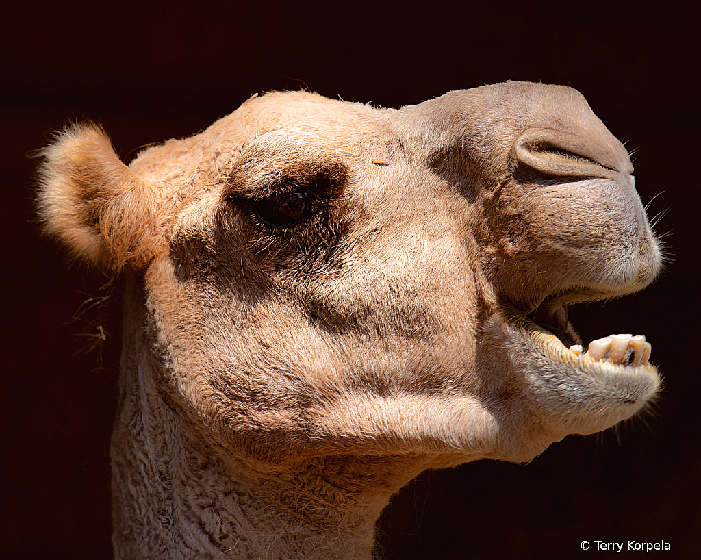 Camel Portrait - ID: 16098163 © Terry Korpela
