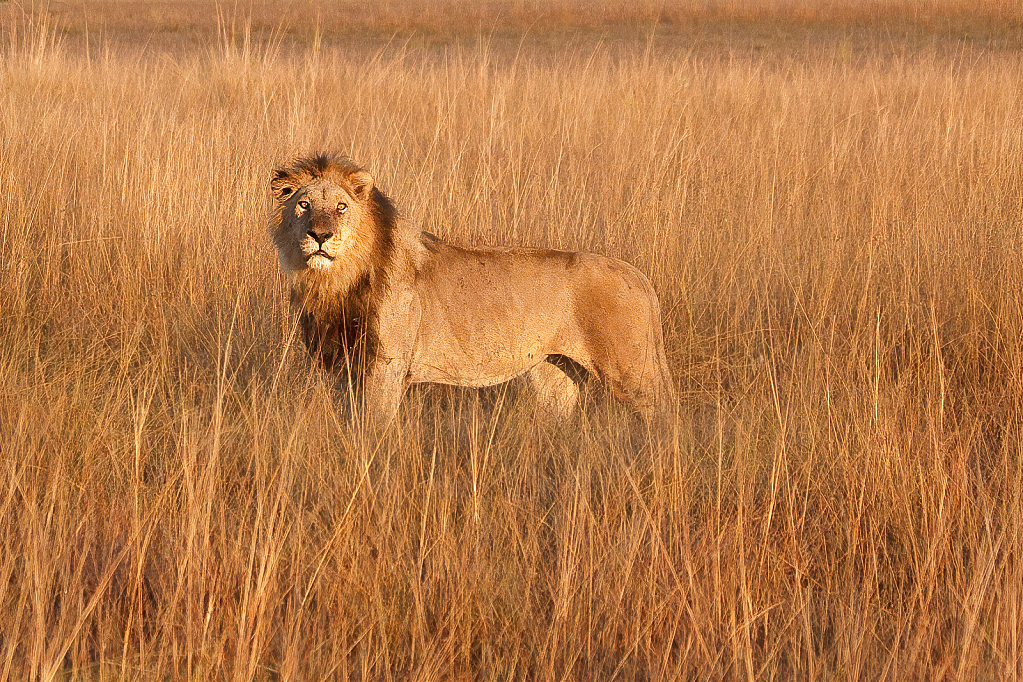 King of the Beasts