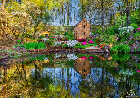 The Old Mill: Springtime at First Light