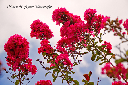 Crape Myrtle