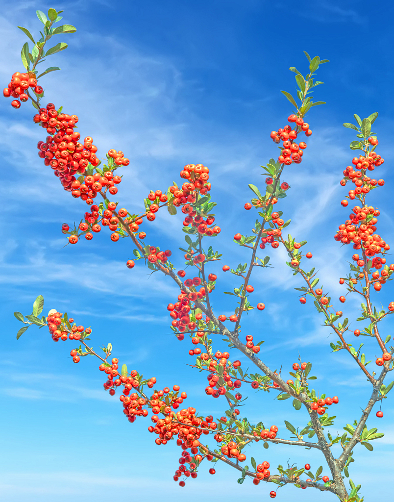 Pyracantha,  Firethorn shrub.