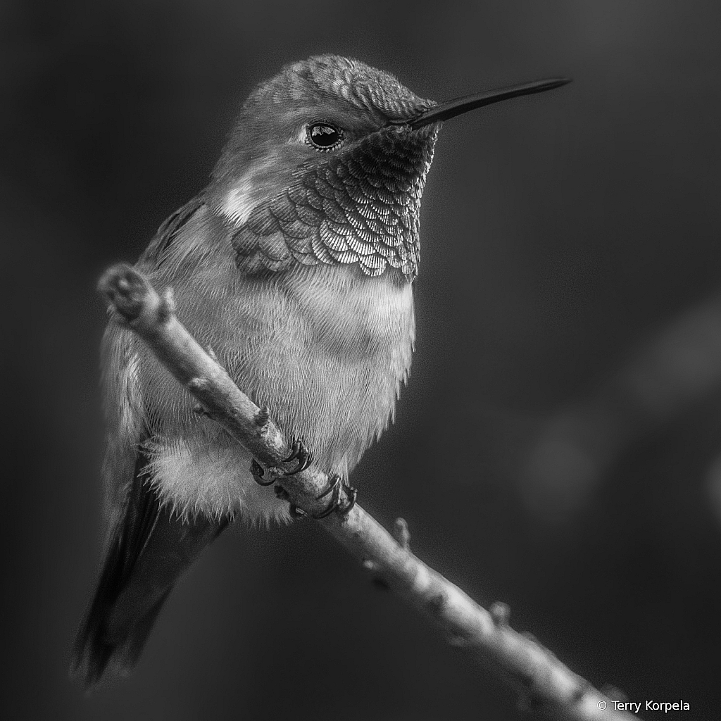 Allen's Hummingbird B&W - ID: 16099131 © Terry Korpela